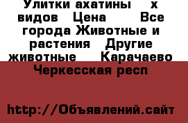 Улитки ахатины  2-х видов › Цена ­ 0 - Все города Животные и растения » Другие животные   . Карачаево-Черкесская респ.